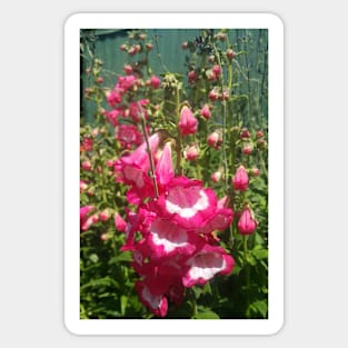 Pink Penstemon Flower Sticker